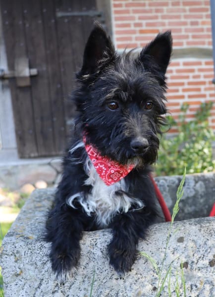 Twix - 8 kg Zwerg su. aktive Zweibeiner