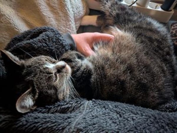 Sid sucht liebevolle Dosenöffner