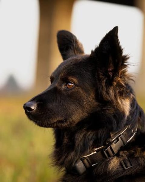 Traumhund für Kenner (Hütehunde)