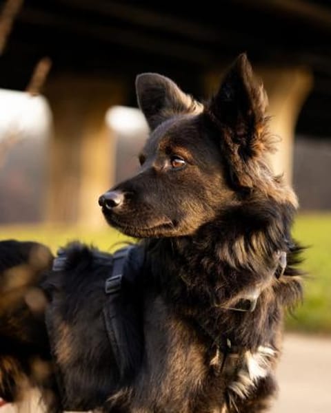 Traumhund für Kenner (Hütehunde)
