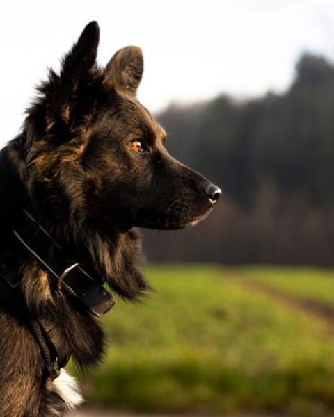 Traumhund für Kenner (Hütehunde)