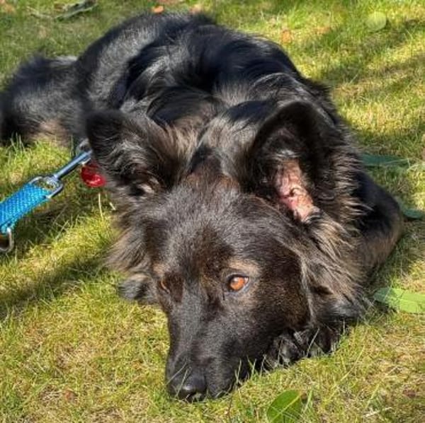 Traumhund für Kenner (Hütehunde)