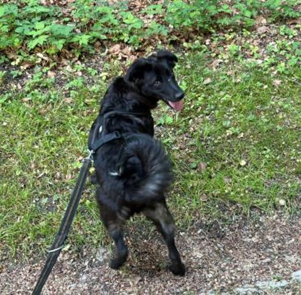 Oliver Oli  junger Border-Mix