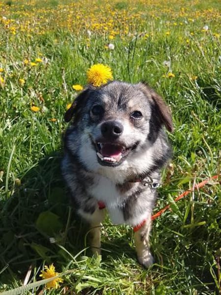Der kleine Hale sucht seine Menschen!