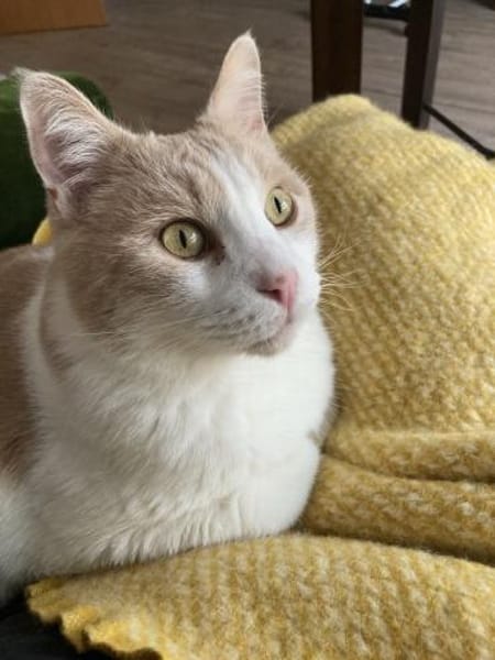 Quinn sucht liebevolles Heim