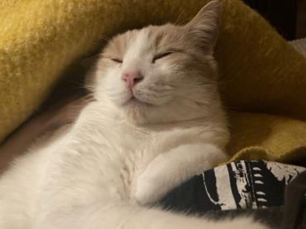 Quinn sucht liebevolles Heim