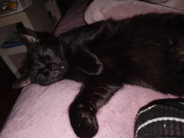 Ellie  junge Katze sucht Zuhause