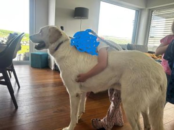 Cuqui unser aller Liebling Traumhund