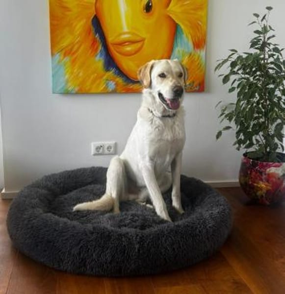 Cuqui unser aller Liebling Traumhund