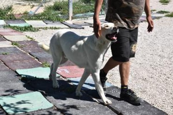 Cuqui unser aller Liebling Traumhund