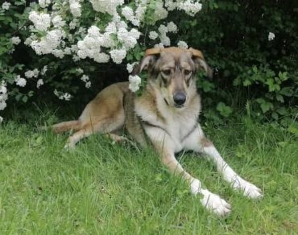 Junghündin Roxy - in Bayern (86576)