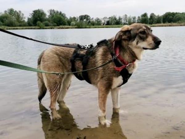 Junghündin Roxy - in Bayern (86576)
