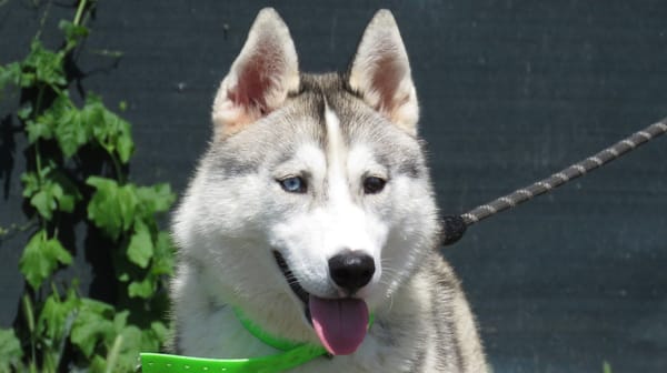 NISKA