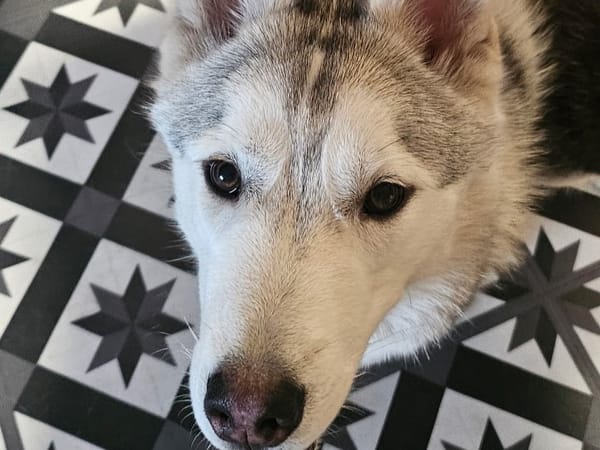 MILO