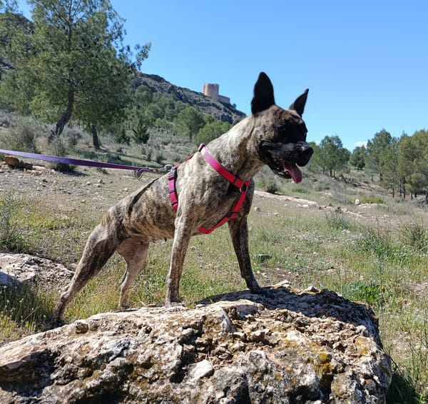 CHRISTIN (4 Patas Jumillas)