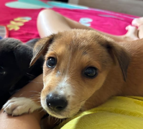 NILO, chiot Berger Créole mâle