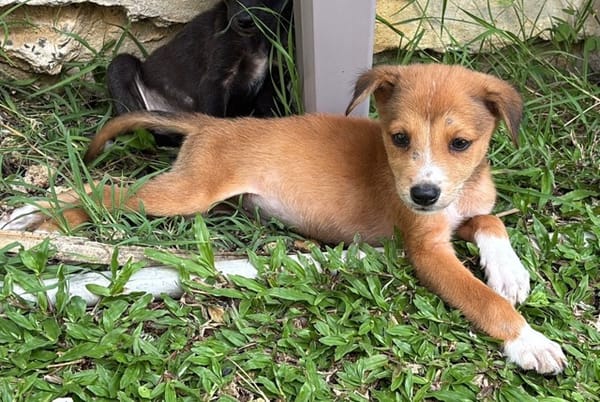 NILO, chiot Berger Créole mâle