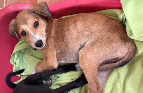 NILO, chiot Berger Créole mâle