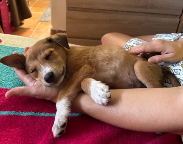 NILO, chiot Berger Créole mâle