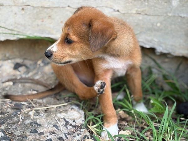 NILO, chiot Berger Créole mâle