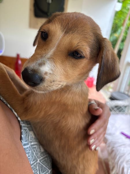 NILO, chiot Berger Créole mâle