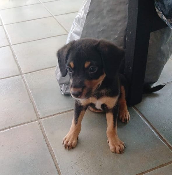 BROOKLYN, Chiot Berger Créole mâle