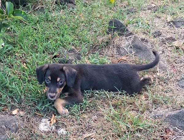 BROOKLYN, Chiot Berger Créole mâle