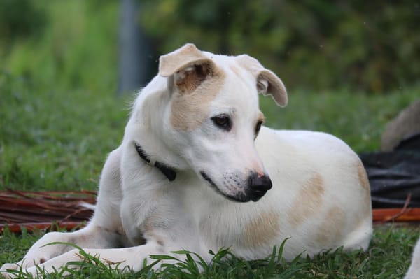HOWDI, chiot Berger Créole (format “drôle & câlin”)