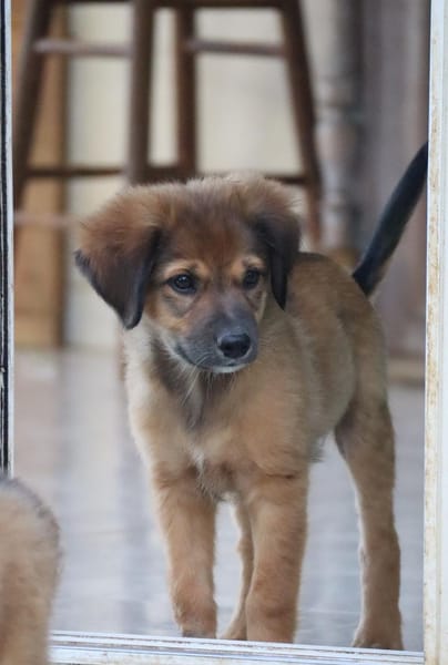 THIAKRY, Chiot mâle Croisé Créole