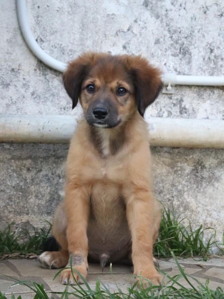 THIAKRY, Chiot mâle Croisé Créole