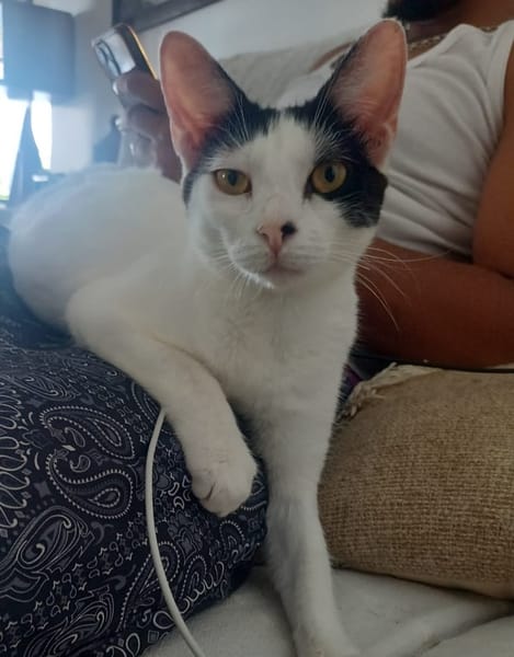 KALICY, chaton femelle européen