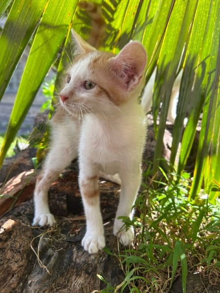 LEVI, chaton créole mâle