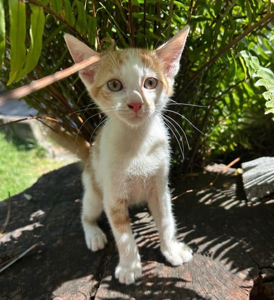 LEVI, chaton créole mâle