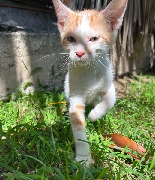 LEVI, chaton créole mâle