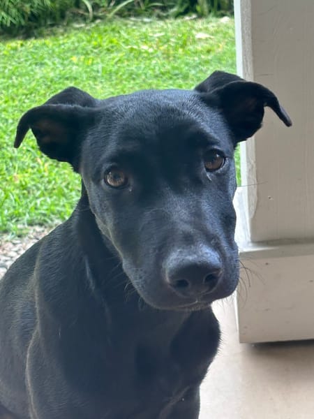 LOCKY, Chiot mâle Croisé Labrador