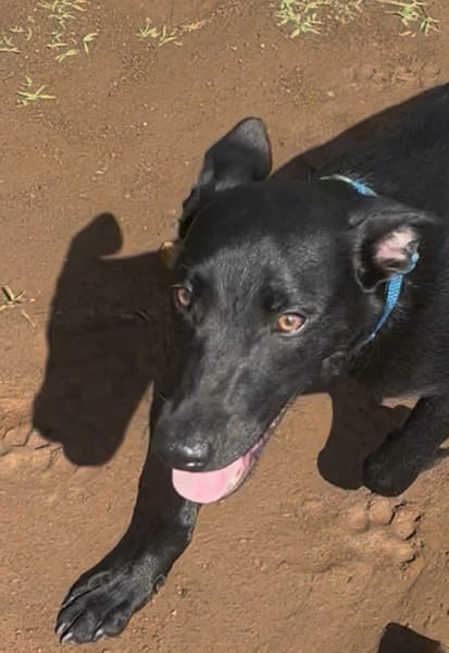 LOCKY, Chiot mâle Croisé Labrador