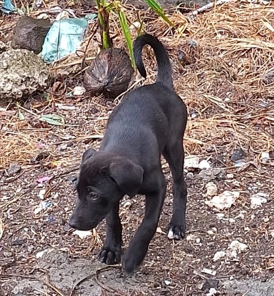 Milady, Femelle junior Croisée Labrador