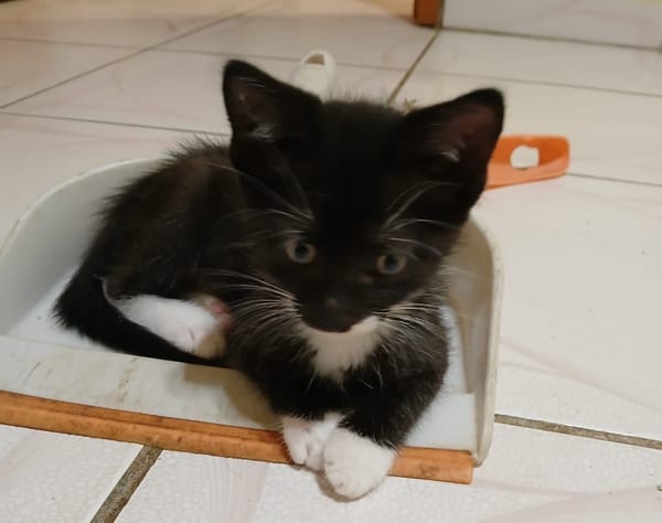 BAGHERRA, chaton femelle type européen