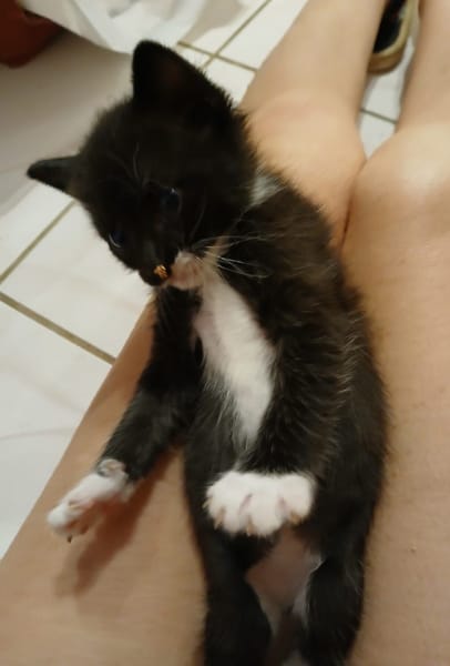 BAGHERRA, chaton femelle type européen