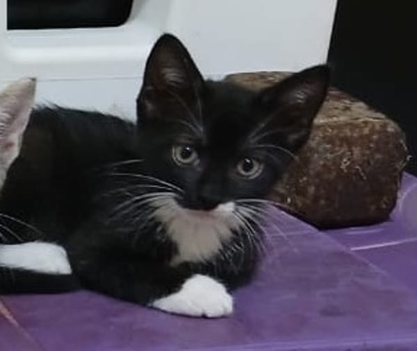 BAGHERRA, chaton femelle type européen