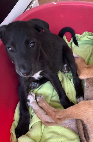 PEARL, chiot Berger Créole femelle