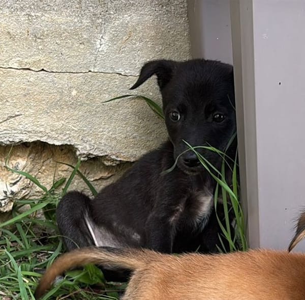 PEARL, chiot Berger Créole femelle