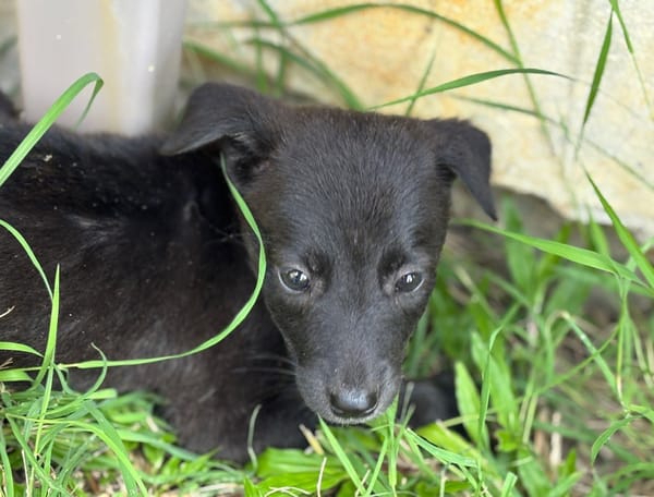 PEARL, chiot Berger Créole femelle