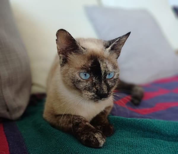 SIAM, chatte junior, croisée siamoise
