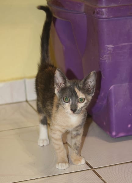 BABETH Chaton femelle type européen