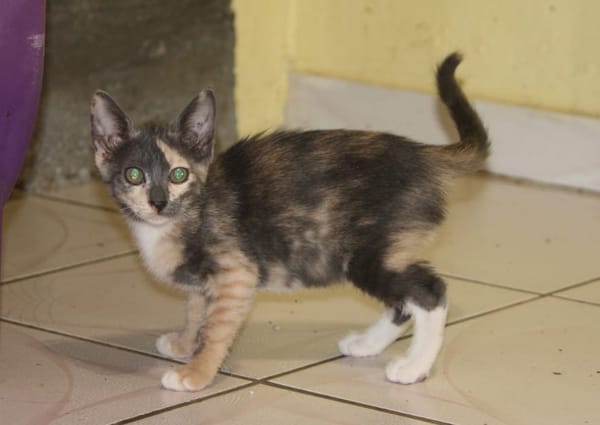 BABETH Chaton femelle type européen