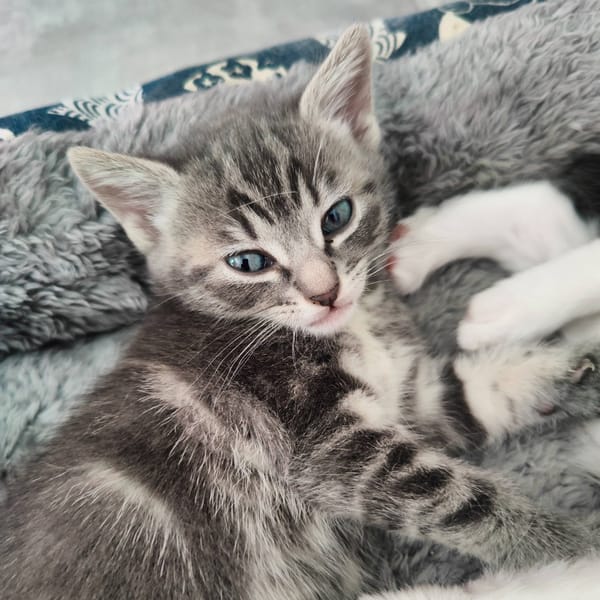 Kiara et Kion