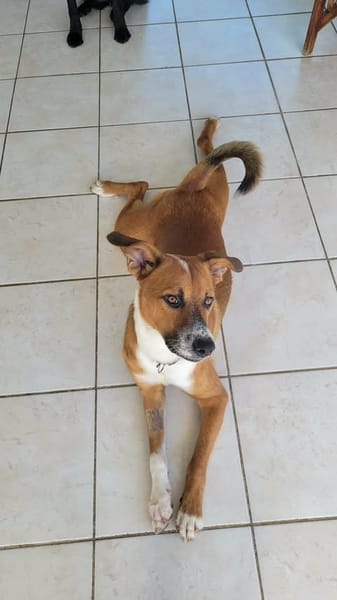 ALOKA le beau gosse créole
