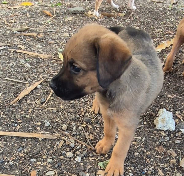 ALOHA, CHIOT FEMELLE BERGER DES CANNES NON-LOF