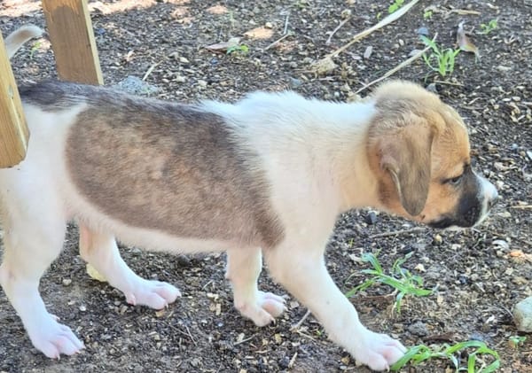 ALYA, CHIOT FEMELLE BERGER DES CANNES NON-LOF